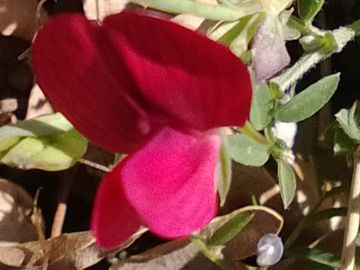 Fabacea - Lathyrus cfr. cicera