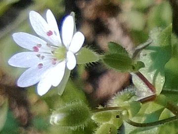 Stellaria media