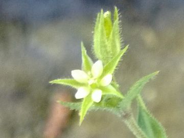 Arenaria cfr. leptoclados