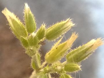 Cerastium cfr. glomeratum