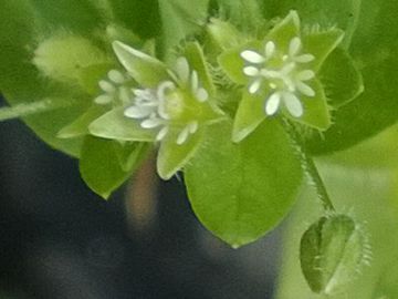 Stellaria sp. 5