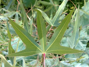 Albero incognito da seme incognito - Brachychiton sp.