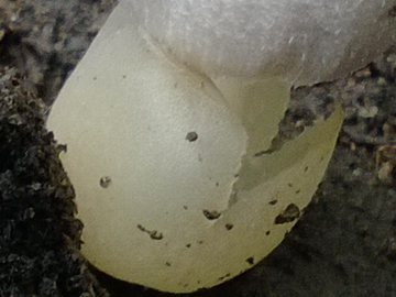 Funghetto in un giardino