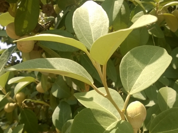 Arbusto con strani frutti - Lagunaria patersonii