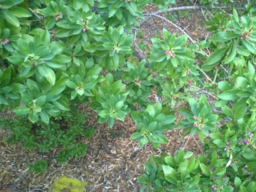 Myoporum insulare / Mirioporum delle isole