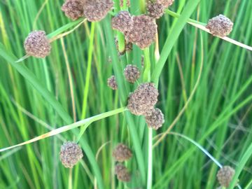 Scirpoides holoschoenus