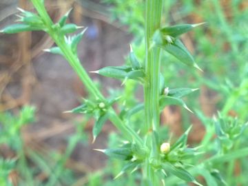 Salsola tragus subsp. pontica / Salsola del Ponto