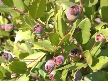 Arbusto sulle dune - Myrtus communis