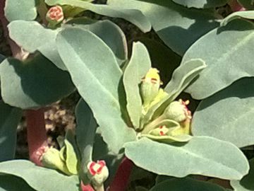 Euphorbiacea sulle dune - Chamaesyce peplis