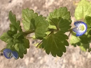 Veronica con fiori piccolissimi:  Veronica polita