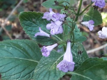 Clinopodium sp.