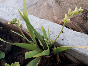 Una strana piantina - Freesia sp.