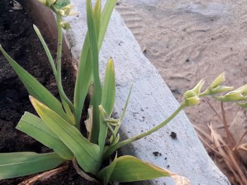 Una strana piantina - Freesia sp.