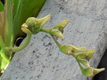 Una strana piantina - Freesia sp.