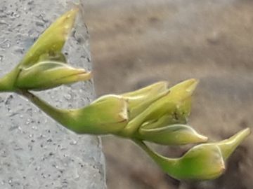 Una strana piantina - Freesia sp.