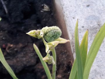 Una strana piantina - Freesia sp.