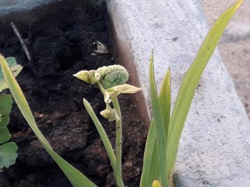 Una strana piantina - Freesia sp.