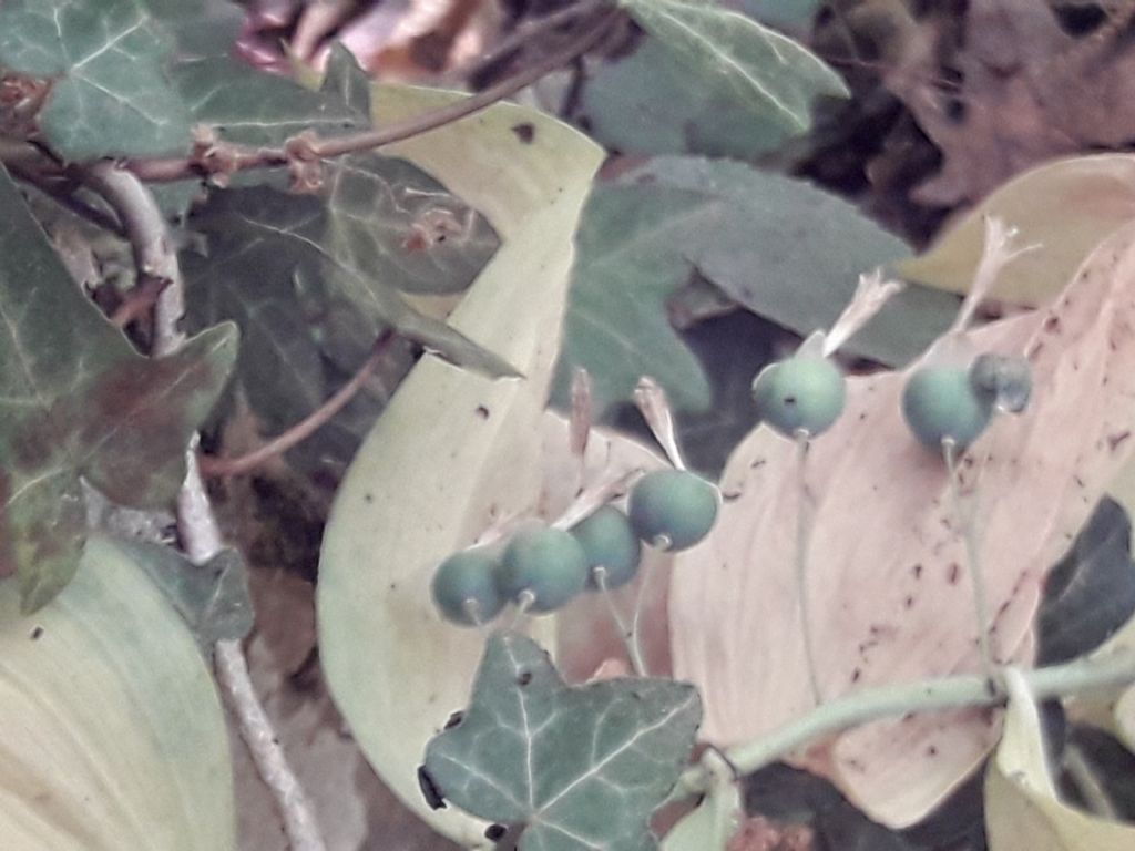 Polygonatum sp