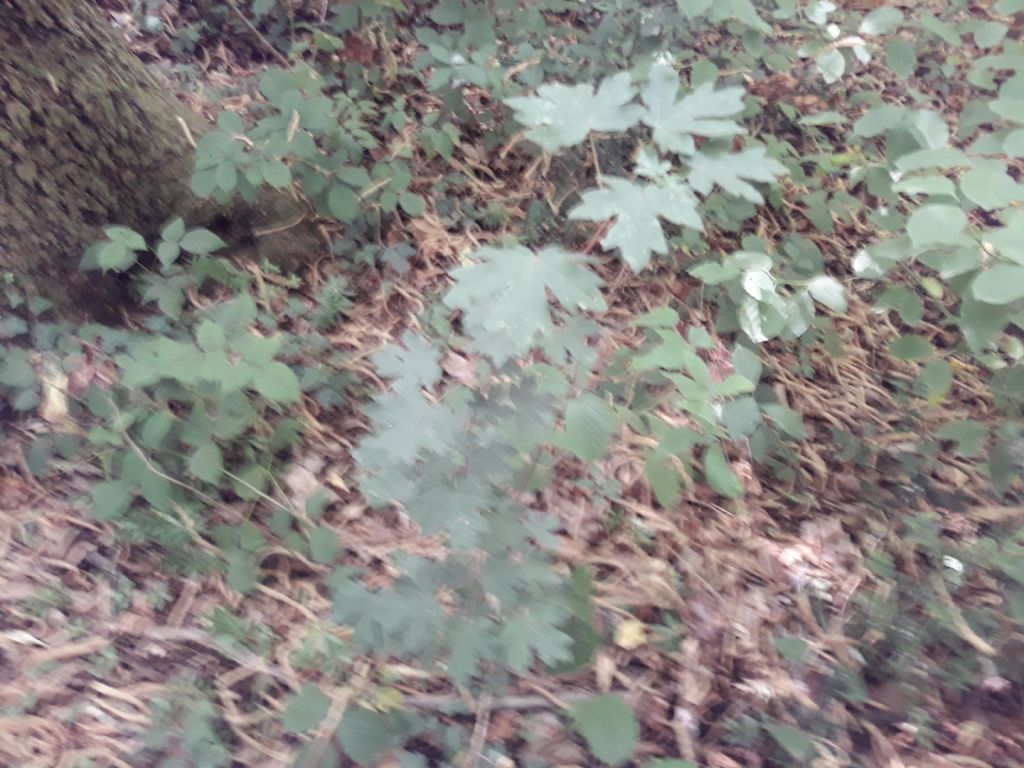 Acer campestre