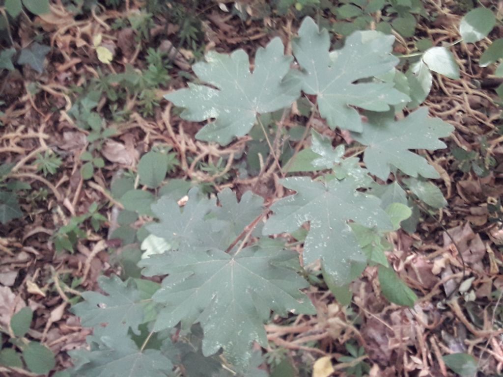 Acer campestre