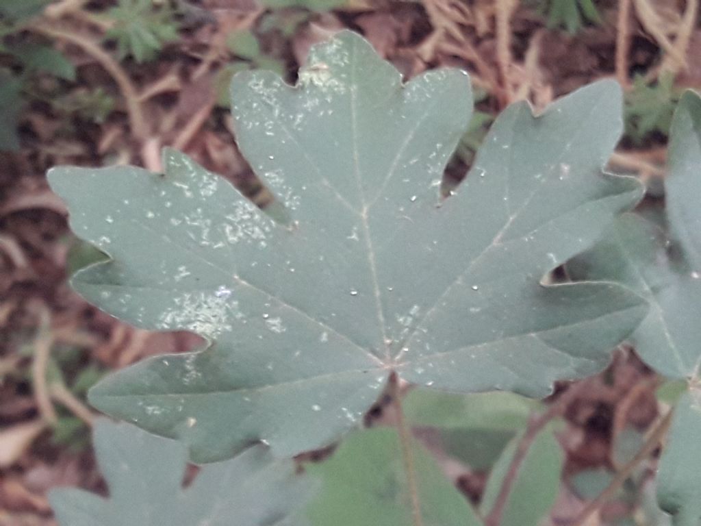 Acer campestre