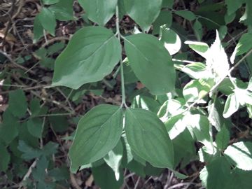 Cornus sanguinea