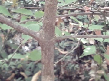 Cornus sanguinea