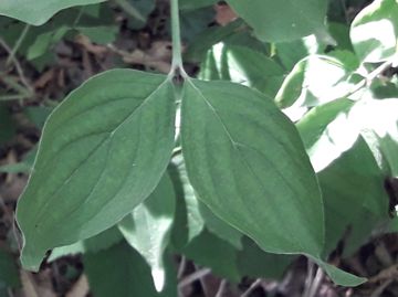 Cornus sanguinea