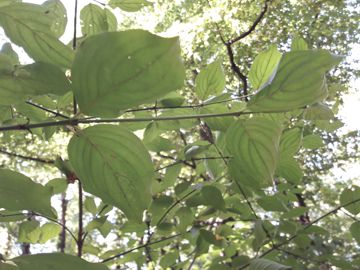 Cornus sanguinea