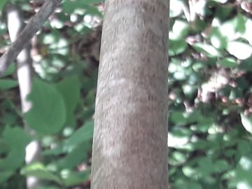Nel sottobosco