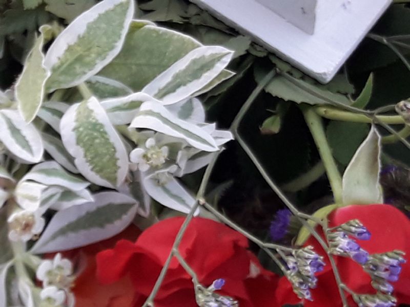 Piantina  incognita:  Euphorbia marginata