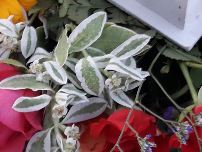 Piantina  incognita:  Euphorbia marginata