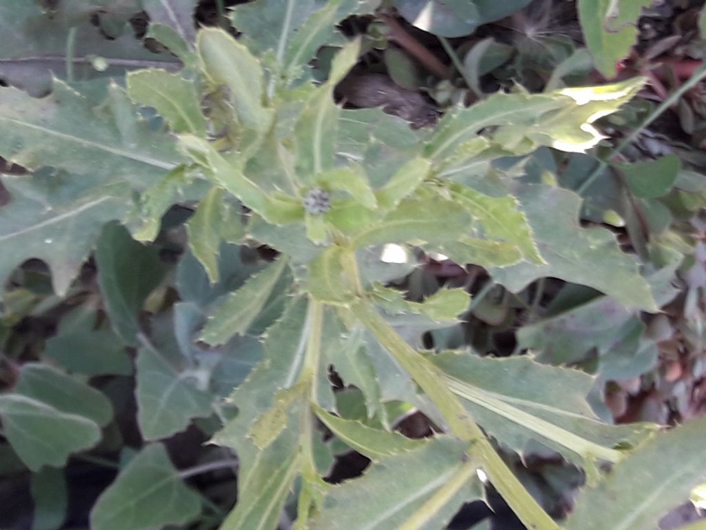 Cirsium arvense
