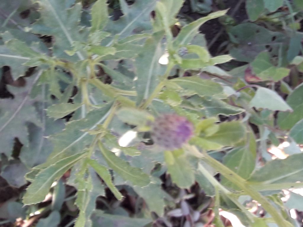 Cirsium arvense