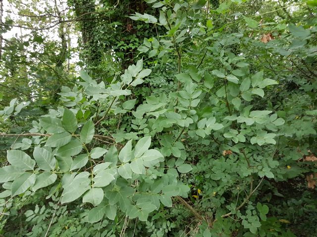 Fraxinus ornus