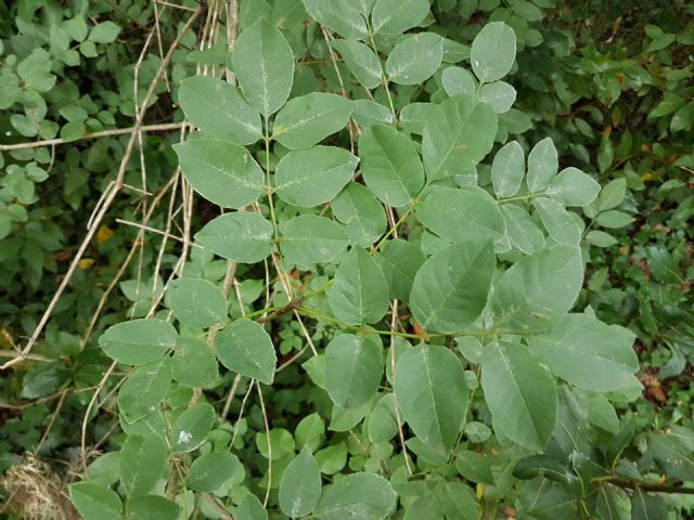 Fraxinus ornus