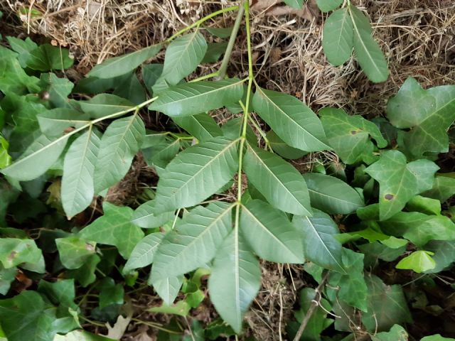 Fraxinus ornus