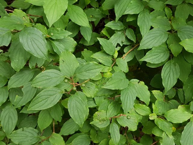 Cornus sanguinea (Cornaceae)