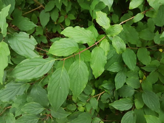 Cornus sanguinea (Cornaceae)