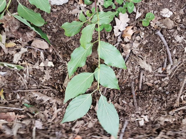 Cornus sanguinea (Cornaceae)