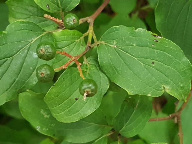 Cornus sanguinea (Cornaceae)