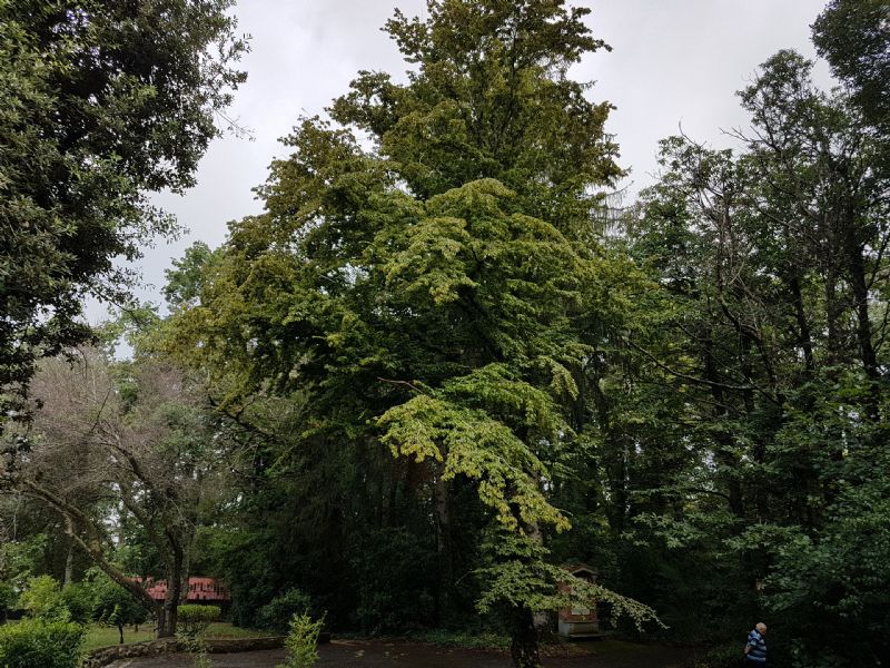 Carpinus betulus / Carpino bianco