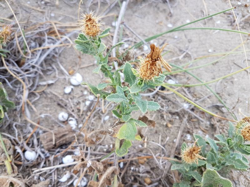 Sulla duna - Centaurea sphaerocephala