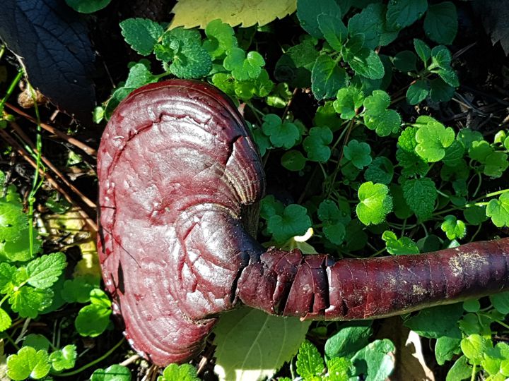 E'' un Ganoderma lucidum?