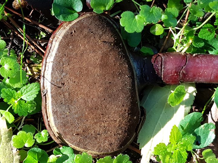E'' un Ganoderma lucidum?