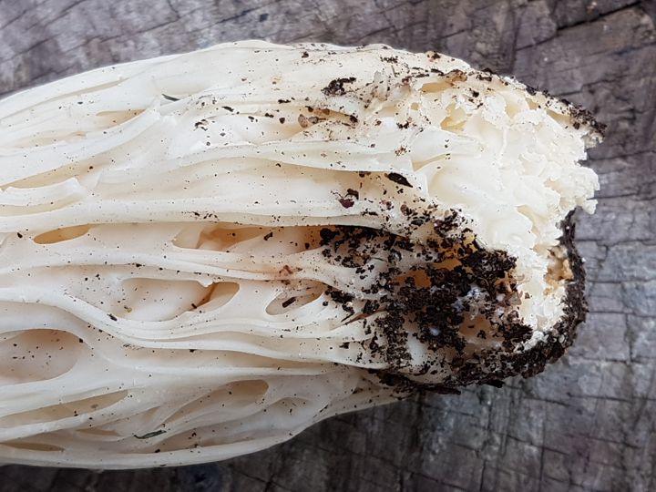 Fungo forse deformato