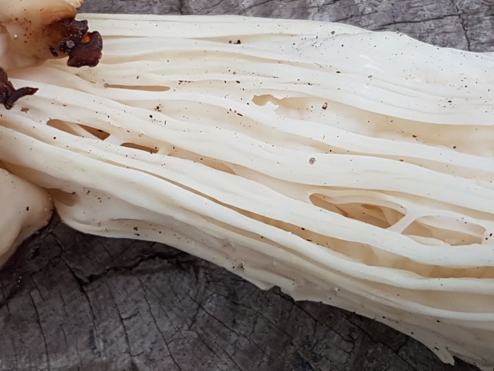 Fungo forse deformato