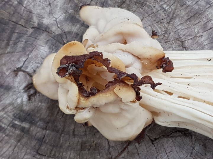 Fungo forse deformato