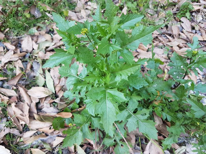 Erbacea Crucifera incognita:   Sisymbrium cfr. irio  (Brassicaceae)