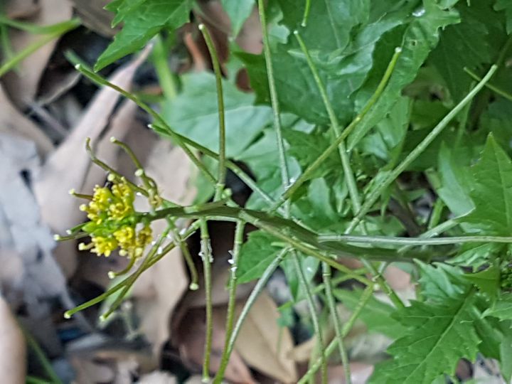 Erbacea Crucifera incognita:   Sisymbrium cfr. irio  (Brassicaceae)